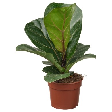 IKEA FICUS LYRATA BAMBINO (ИКЕА FICUS LYRATA BAMBINO) 30598682