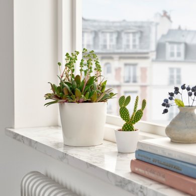 IKEA CRASSULA ORBINCULARIS (ИКЕА КРАССУЛА ОРБИНКУЛЯРИС) 60569758 фото - 2