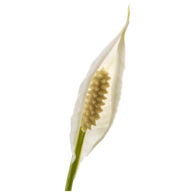 IKEA SPATHIPHYLLUM (ИКЕА SPATHIPHYLLUM) 70144849 фото - 5