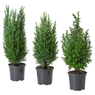 IKEA CHAMAECYPARIS (ИКЕА ХАМЕКИПАРИС) 30561693