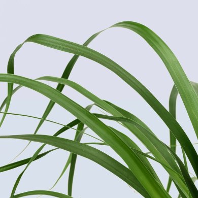 IKEA BEAUCARNEA RECURVATA (ИКЕА BEAUCARNEA RECURVATA) 40580200 фото - 2