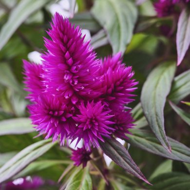 IKEA CELOSIA (ИКЕА CELOSIA) 30574638 фото - 2