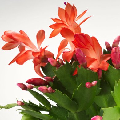 SCHLUMBERGERA - 3 IKEA SCHLUMBERGERA (ИКЕА ШЛЮМБЕРЖЕ) 20561702 фото - 3