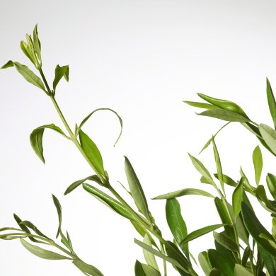 OLEA EUROPAEA - 2 IKEA OLEA EUROPAEA (ИКЕА ОЛЕА ЕВРОПА) 20547122 фото - 2