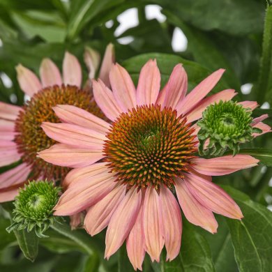 IKEA ECHINACEA (ИКЕА ECHINACEA) 40592383 фото - 4