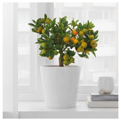 IKEA CITRUS (ИКЕА ЦИТРУСОВЫЕ) 30540361 фото - 2
