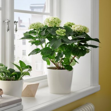 IKEA HYDRANGEA (ИКЕА HYDRANGEA) 40593085 фото - 4