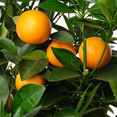 IKEA CITRUS (ИКЕА ЦИТРУСОВЫЕ) 40593561 фото - 4