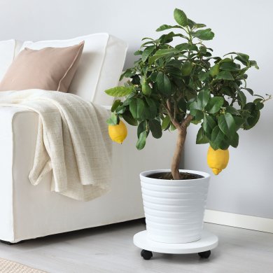 IKEA CITRUS (ИКЕА ЦИТРУСОВЫЕ) 10540362 фото - 3