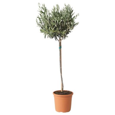 IKEA OLEA EUROPAEA (ИКЕА OLEA EUROPAEA) 20574634