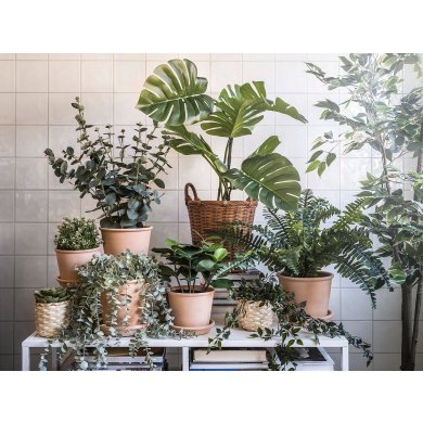 IKEA FEJKA (ИКЕА ФЕЙКА) 70493348 фото - 5