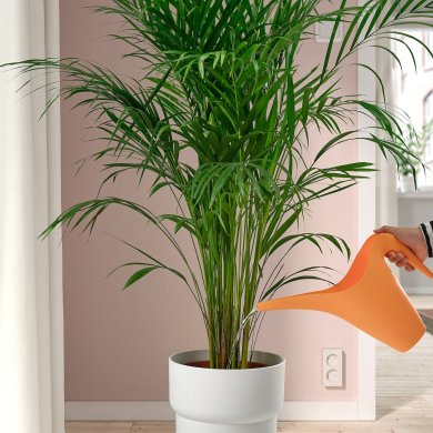 Лейка PS 2002 1,2 л Оранжевый - 2 IKEA Лейка PS 2002 1,2 л Оранжевый (ИКЕА ИКЕА ПС 2002 г.) 60585188 фото - 2