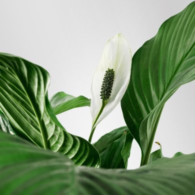 IKEA SPATHIPHYLLUM (ИКЕА SPATHIPHYLLUM) 70144849 фото - 7