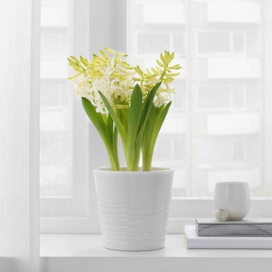IKEA HYACINTHUS (ИКЕА ГИАЦИНТ) 40535019 фото - 8