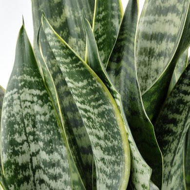 IKEA SANSEVIERIA (ИКЕА САНСЕВЬЕРА) 90543818 фото - 2
