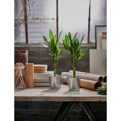 IKEA Кашпо BINTJE (ИКЕА БИНТЬЕ) 80334127 фото - 4