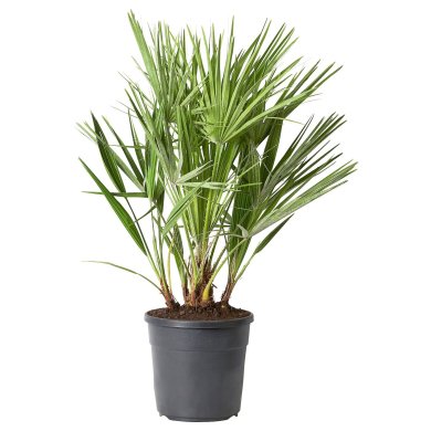 IKEA CHAMAEROPS HUMILIS (ИКЕА CHAMAEROPS HUMILIS) 60574627