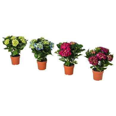 IKEA HYDRANGEA (ИКЕА HYDRANGEA) 40593085
