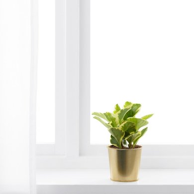 IKEA кашпо DAIDAI (ИКЕА DAIDAI) 70359401 фото - 7