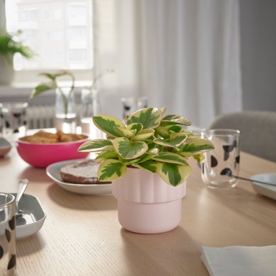 IKEA HANGSALG (ИКЕА ХАНГСАЛЬГ) 30615078 фото - 3