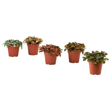 IKEA FITTONIA (ИКЕА ФИТТОНИЯ) 90555397