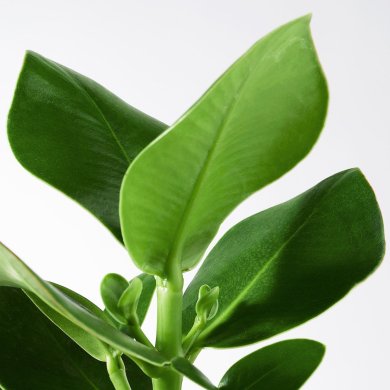 CLUSIA - 2 IKEA CLUSIA (ИКЕА КЛУЗИЯ) 80569601 фото - 2