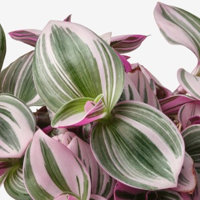 IKEA TRADESCANTIA (ИКЕА ТРАДЕСКАНЦИЯ) 70574896 фото - 4