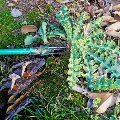 Прополювач для видалення бур'янів Garden Line 100 см Зелений - 7 Прополювач для видалення бур'янів Garden Line 100 см Зелений DOS4167 фото - 7