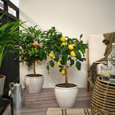 IKEA CITRUS (ИКЕА ЦИТРУСОВЫЕ) 40593561 фото - 3