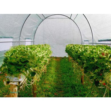 Парник теплица Kontrast 10 м² 4x2,5х2 м Зеленый - 5 Парник теплица Kontrast 10 м² 4x2,5х2 м Зеленый 5.07.27293 фото - 5