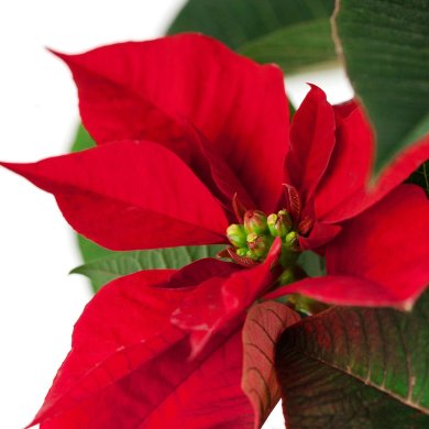 IKEA POINSETTIA (ИКЕА ПУАНСЕТИЯ) 80592381 фото - 2