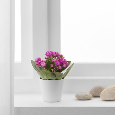 IKEA KALANCHOE (ИКЕА КАЛАНХОЭ) 90555401 фото - 2