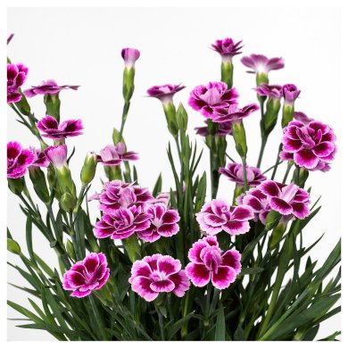 DIANTHUS - 3 IKEA DIANTHUS (ИКЕА ДИАТУС) 80547119 фото - 3