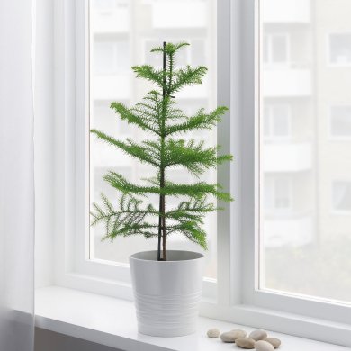 IKEA ARAUCARIA (ИКЕА АРАУКАРИЯ) 10535011 фото - 4