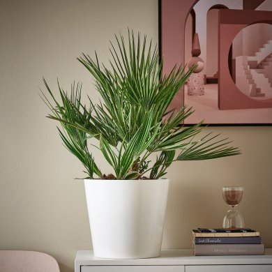 CHAMAEROPS HUMILIS - 3 IKEA CHAMAEROPS HUMILIS (ИКЕА ХАМАЕРОПС УМИЛИС) 20547117 фото - 3