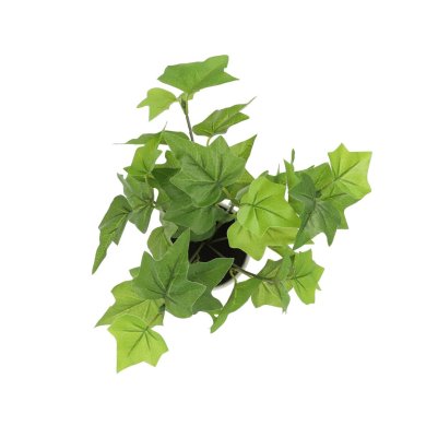 Штучна рослина в горщику Homla EDERA 20 см | Білий / Зелений - 2 Штучна рослина в горщику Homla EDERA 20 см | Білий / Зелений 200234 фото - 2