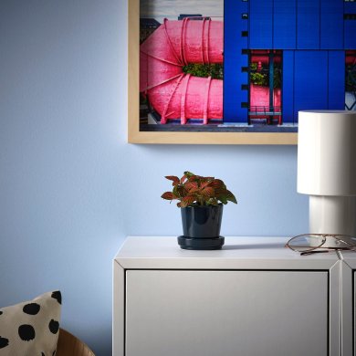 FITTONIA - 3 IKEA FITTONIA (ИКЕА ФИТТОНИЯ) 00598693 фото - 3