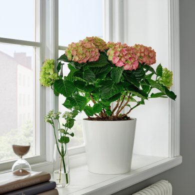 IKEA HYDRANGEA MACROPHYLLA (ИКЕА ГОРтензия Макрофилла) 10553255 фото - 3