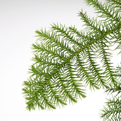 IKEA ARAUCARIA (ИКЕА АРАУКАРИЯ) 10535011 фото - 3