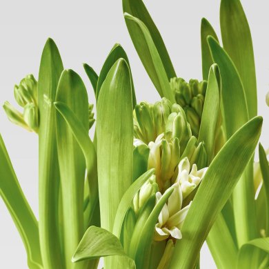 IKEA HYACINTHUS (ИКЕА ГИАЦИНТ) 40535019 фото - 2