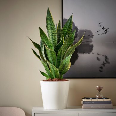 IKEA SANSEVIERIA (ИКЕА САНСЕВЬЕРА) 90543818 фото - 3