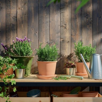 IKEA ROSMARINUS OFFICINALIS (ИКЕА РОЗМАРИНУС ЛЕКАРСТВЕННЫЙ) 80547124 фото - 2