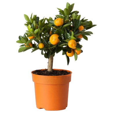 IKEA CITRUS (ИКЕА ЦИТРУСОВЫЕ) 40574628
