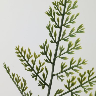 IKEA SMYCKA (ИКЕА СМЫЦКА) 20562928 фото - 2
