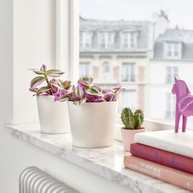 IKEA TRADESCANTIA (ИКЕА ТРАДЕСКАНЦИЯ) 70574896 фото - 3