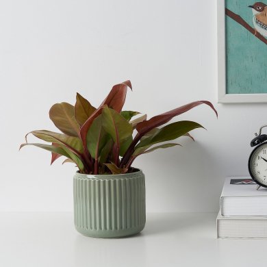 IKEA STILREN (ИКЕА СТИЛРЕН) 00597995 фото - 2