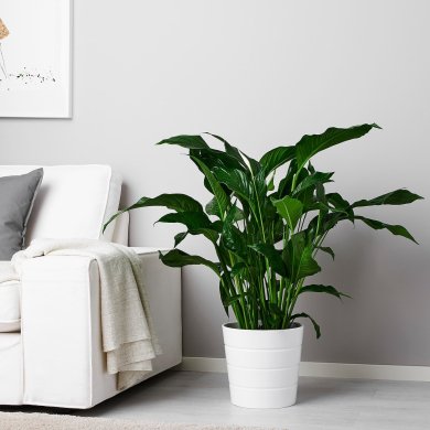 IKEA SPATHIPHYLLUM (ИКЕА SPATHIPHYLLUM) 70144849 фото - 4