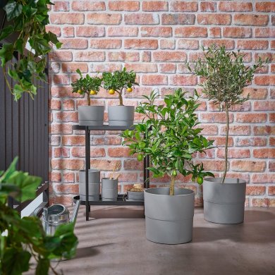 OLEA EUROPAEA - 3 IKEA OLEA EUROPAEA (ИКЕА ОЛЕА ЕВРОПА) 20547122 фото - 3