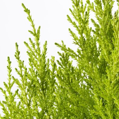 IKEA CUPRESSUS MACROCARPA (ИКЕА КИПРЕСС МАКРОКАРПА) 90540363 фото - 3
