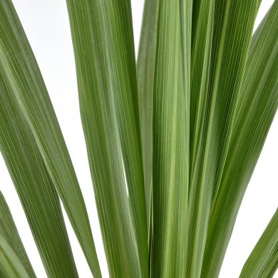 IKEA CORDYLINE INDIVISA (ИКЕА КОРДИЛИН ИНДИВИЗА) 00547118 фото - 3